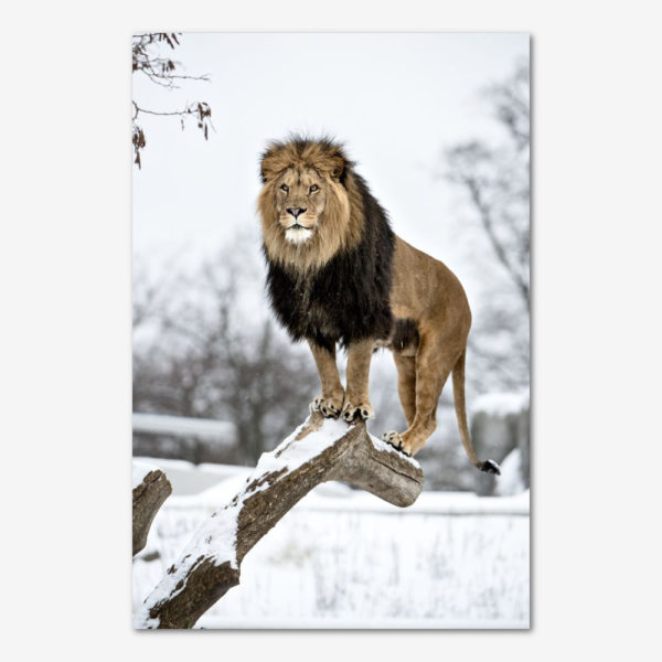 Lion King i Zoologisk Have. Foto Lars Krabbe.